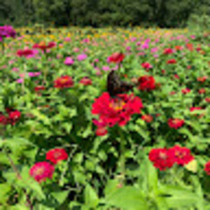 Meet your Posher, Ashis